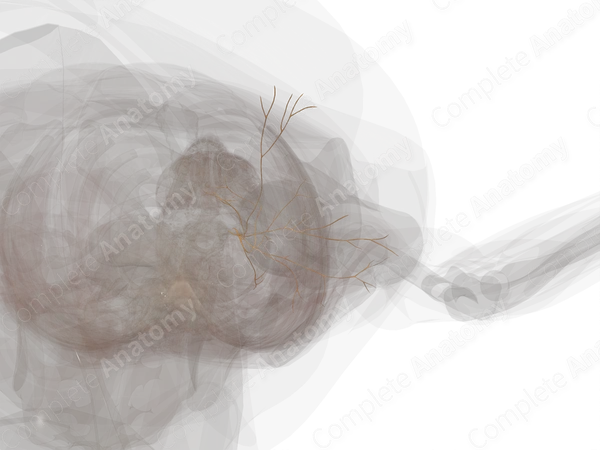 Superficial Branches of Cervical Plexus (Left)