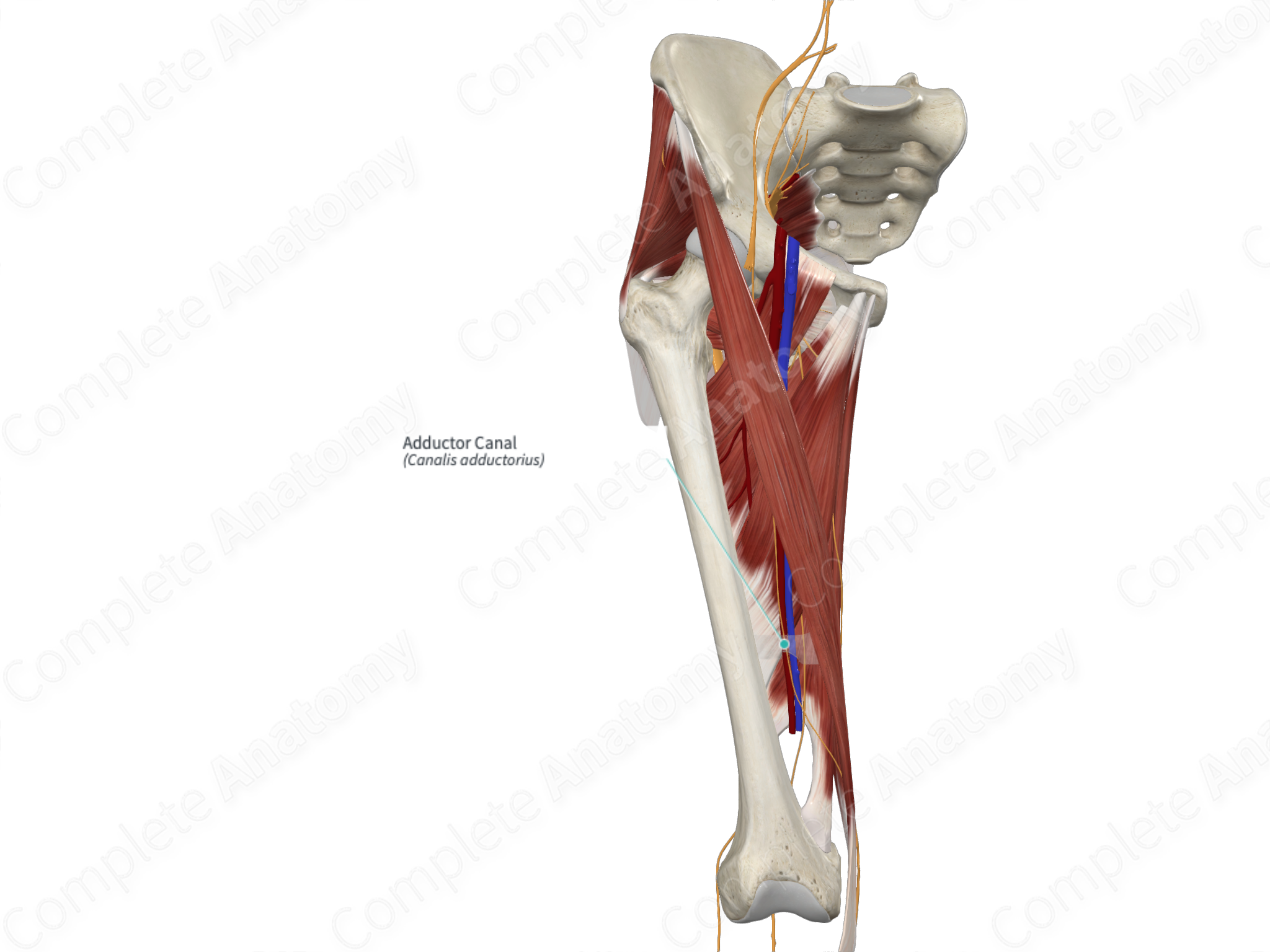 Adductor Canal Anatomy, 3D Anatomy of Hunter's canal