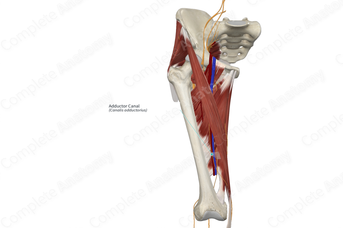 Adductor Canal 