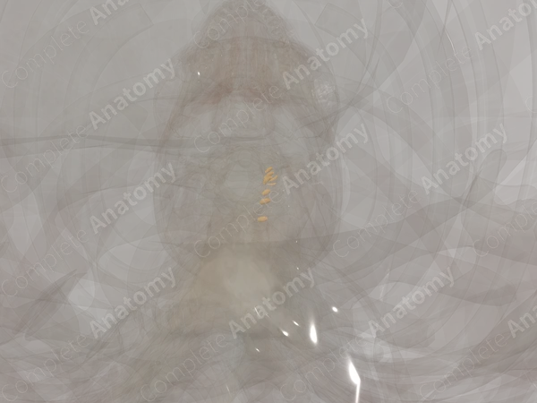 Spinal Ganglia of Cervical Nerves (Left)