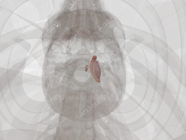 Basal Ganglia (Left)