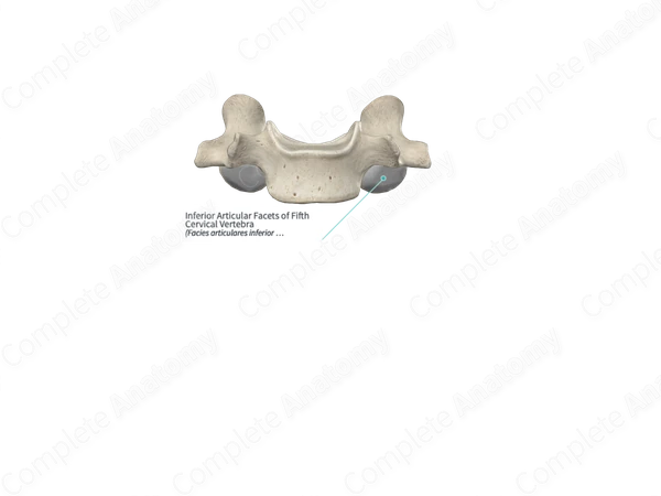 Inferior Articular Facets of Fifth Cervical Vertebra