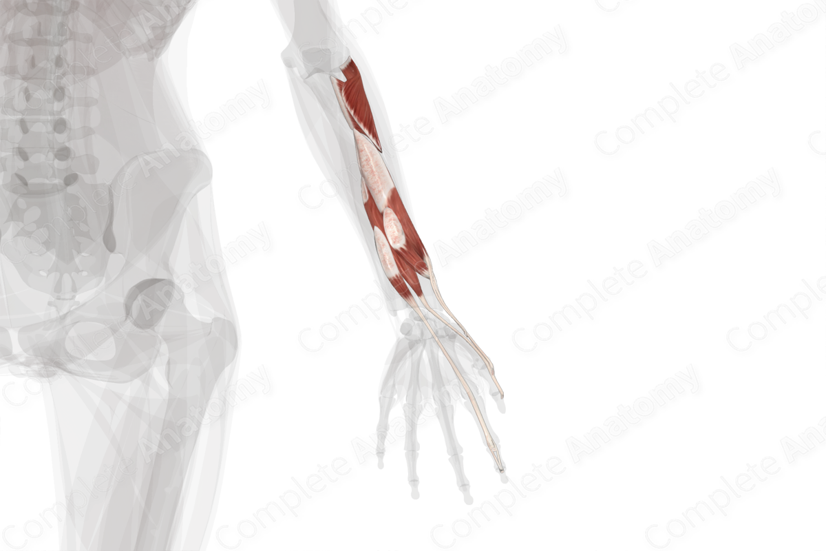 Deep Part of Posterior Compartment of Forearm (Left)