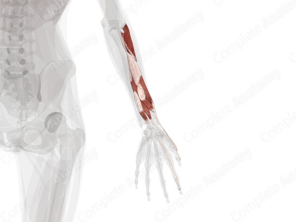 Deep Part of Posterior Compartment of Forearm (Left) | Complete Anatomy