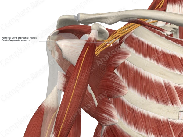 Posterior Cord of Brachial Plexus