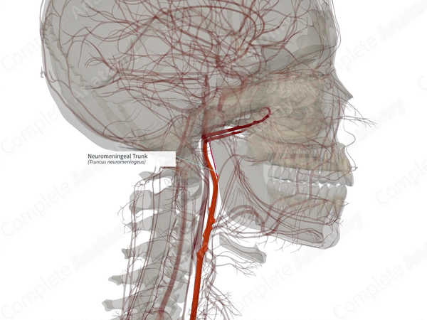 Neuromeningeal Trunk (Right)