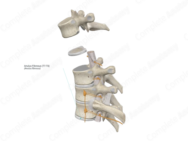 Anulus Fibrosus (T7-T8)