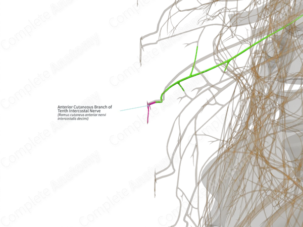 Anterior Cutaneous Branch of Tenth Intercostal Nerve (Right)