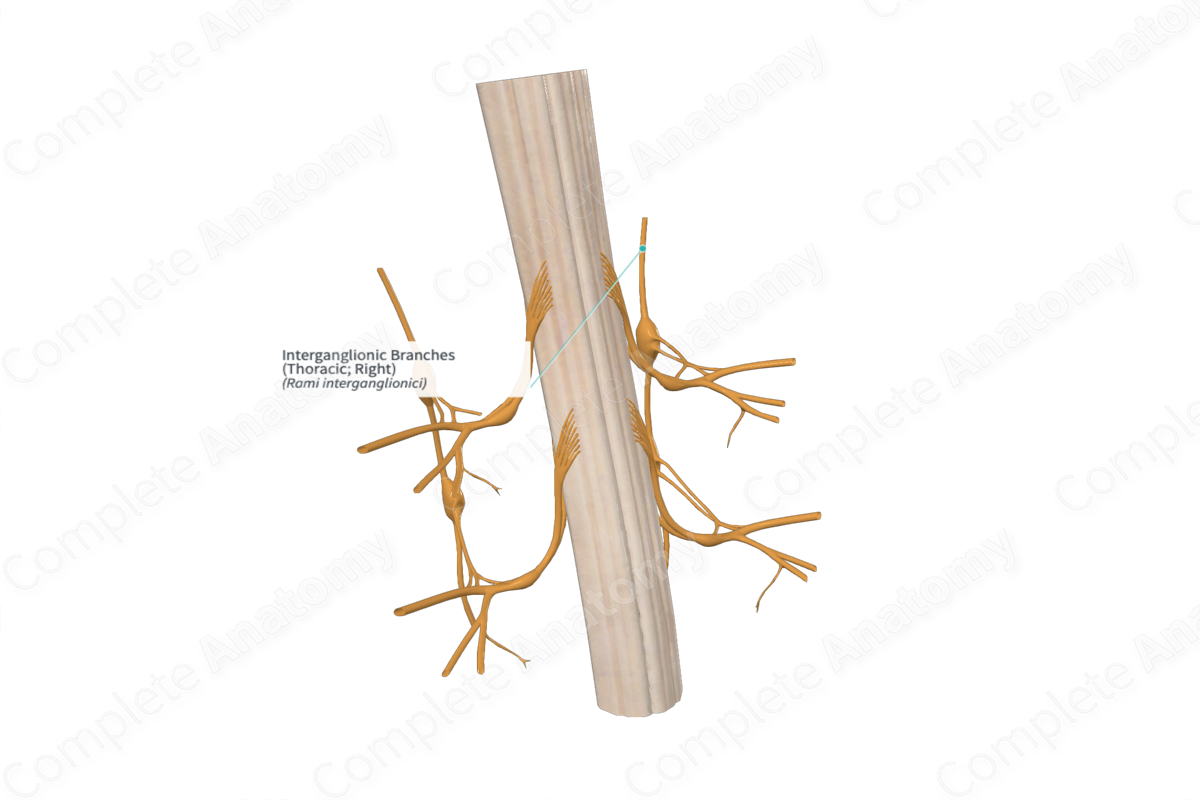 Interganglionic Branches (Thoracic; Left)