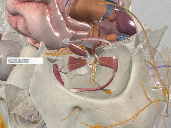 Lacrimal Canaliculus