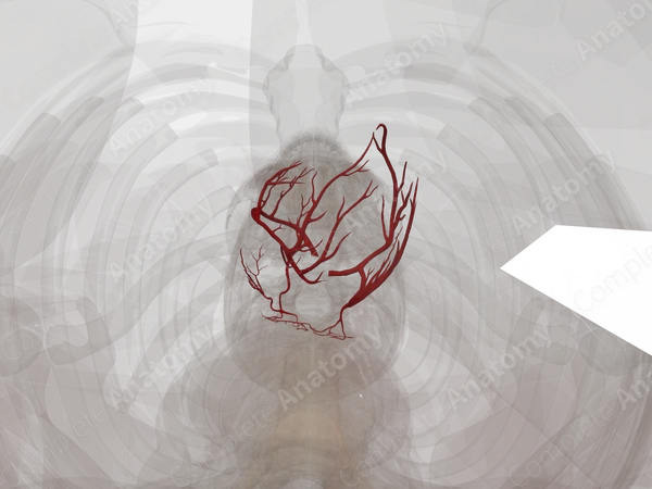 Arteries of Heart