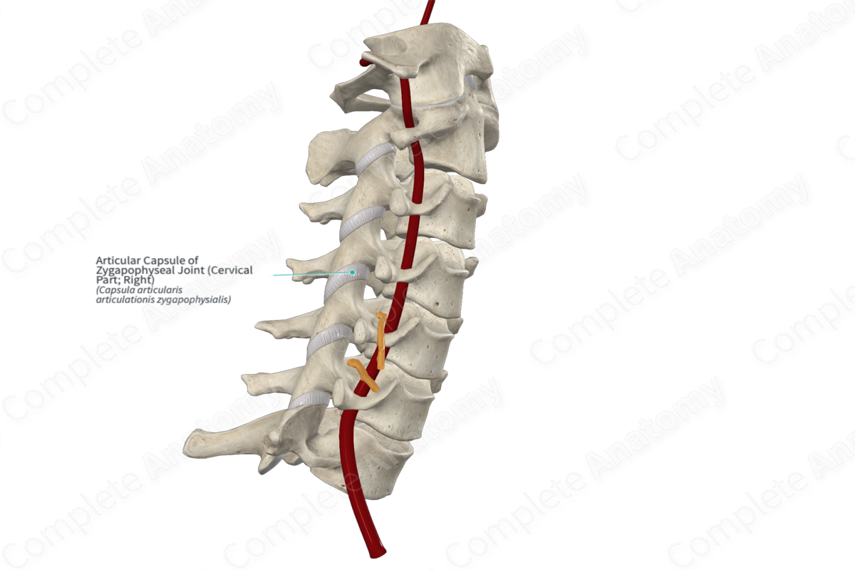 Articular Capsule of Zygapophyseal Joint (Cervical Part; Right) Complete Anatomy