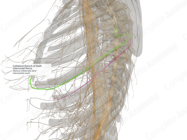 Collateral Branch of Sixth Intercostal Nerve (Left)