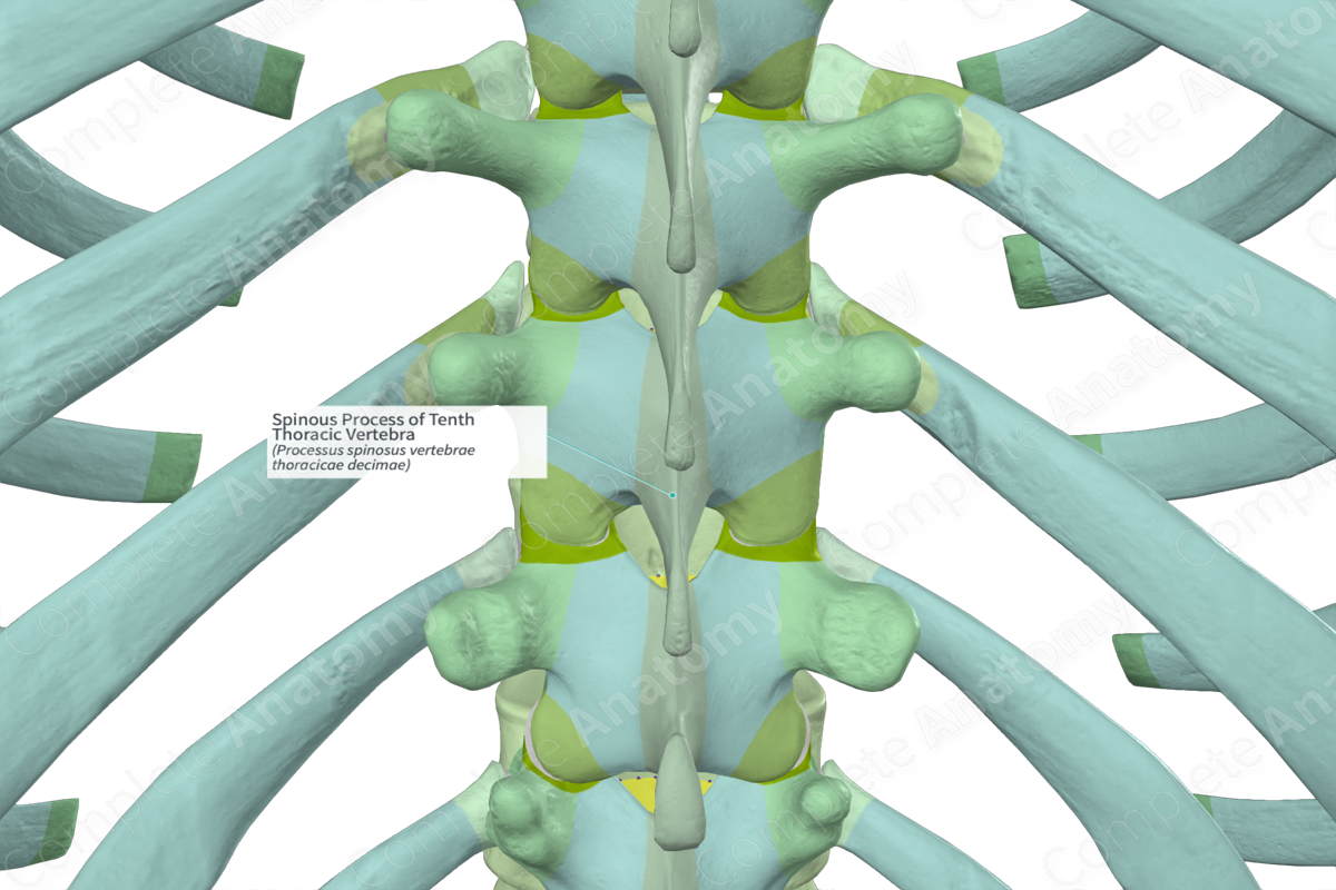 Spinous Process of Tenth Thoracic Vertebra