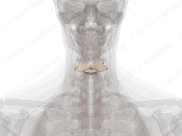 Fifth Cervical Vertebra