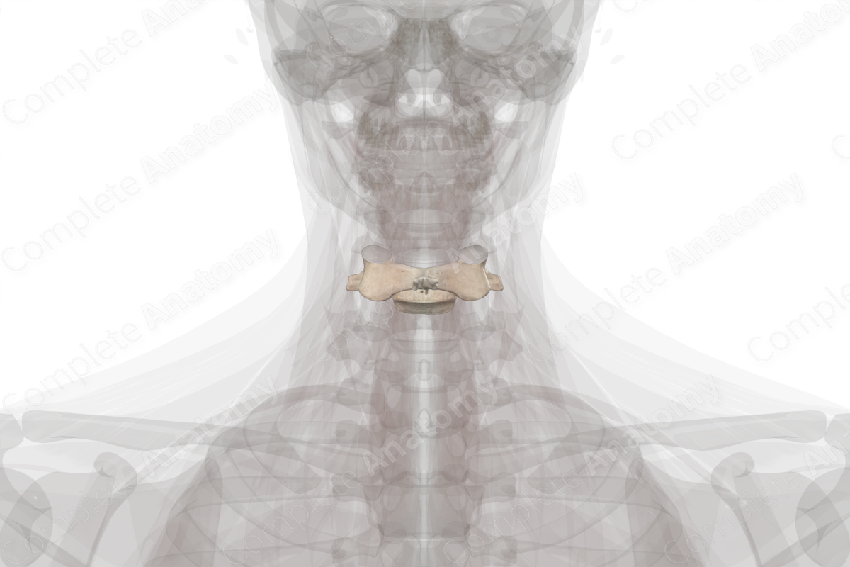 Fifth Cervical Vertebra