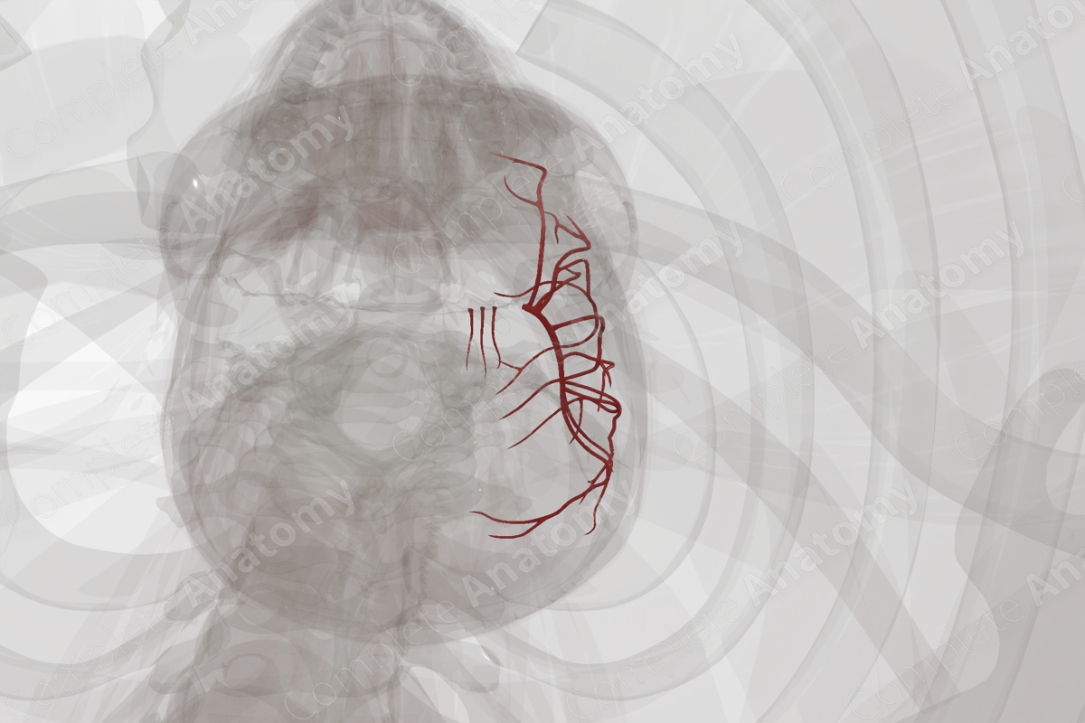 Branches of Middle Cerebral Artery (Left)