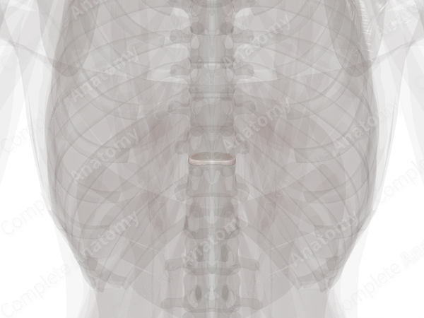 Intervertebral Symphysis (T10-T11)