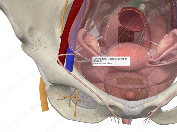 Longitudinal Muscular Layer of Rectum 