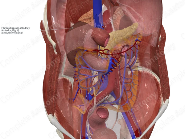 Fibrous Capsule of Kidney (Anterior; Right)