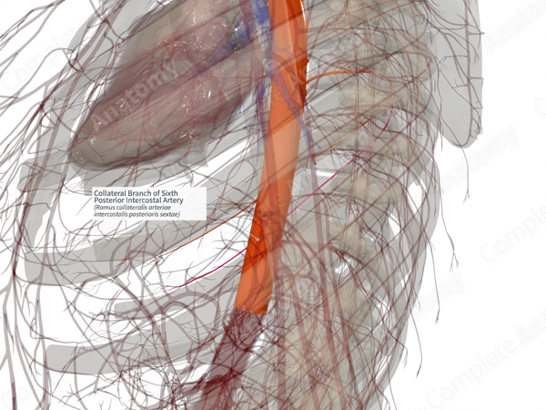 Collateral Branch of Sixth Posterior Intercostal Artery (Right)