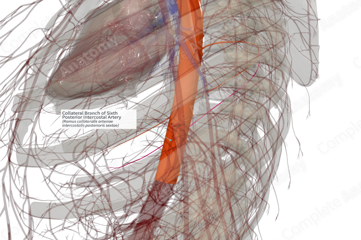 Collateral Branch of Sixth Posterior Intercostal Artery (Right)