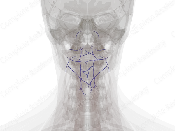 Veins of Pharynx