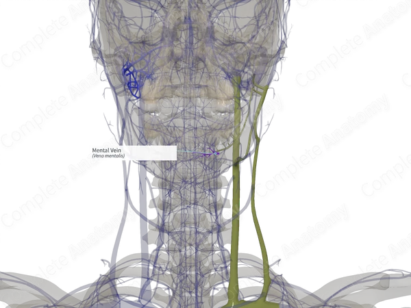 Mental Vein (Left)