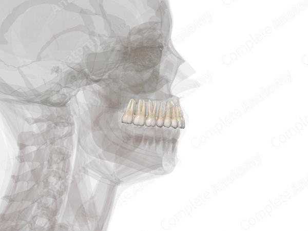 Maxillary Dental Arch