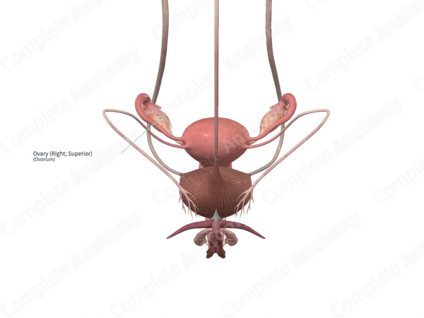 Ovary (Right; Superior)
