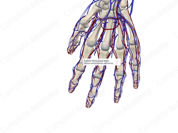 Palmar Metacarpal Veins