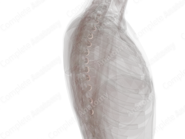 Joint of Head of Rib (Left)