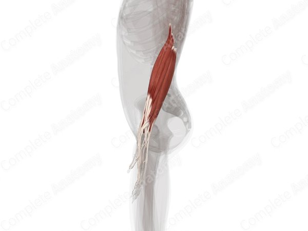 Muscles of Forearm (Left)