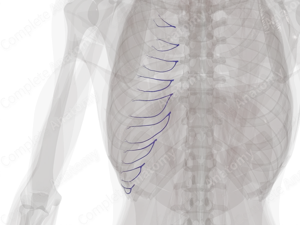 Anterior Intercostal Veins (Left)