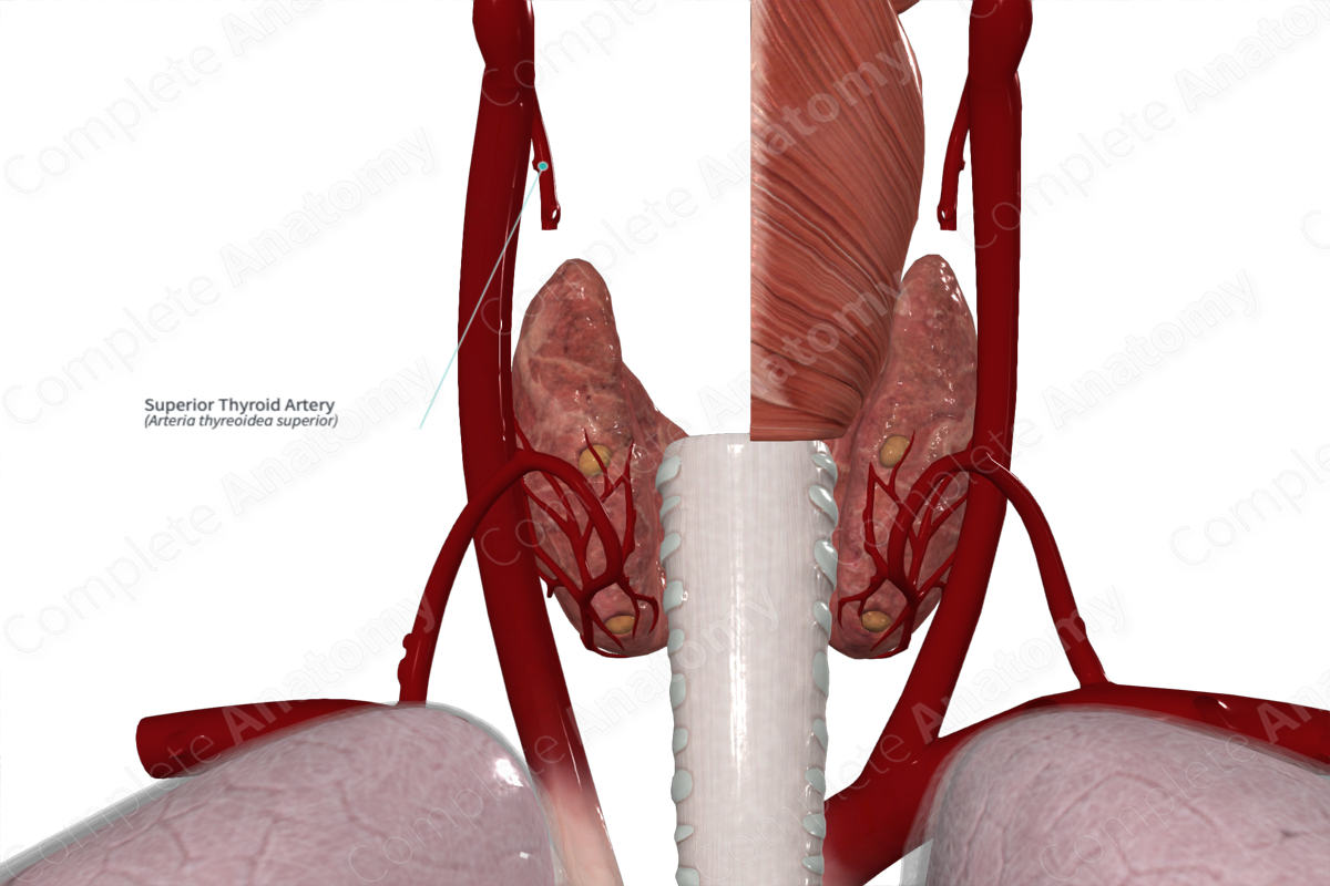 Superior Thyroid Artery 
