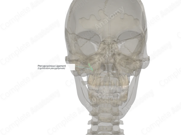 Pterygospinous Ligament (Left)