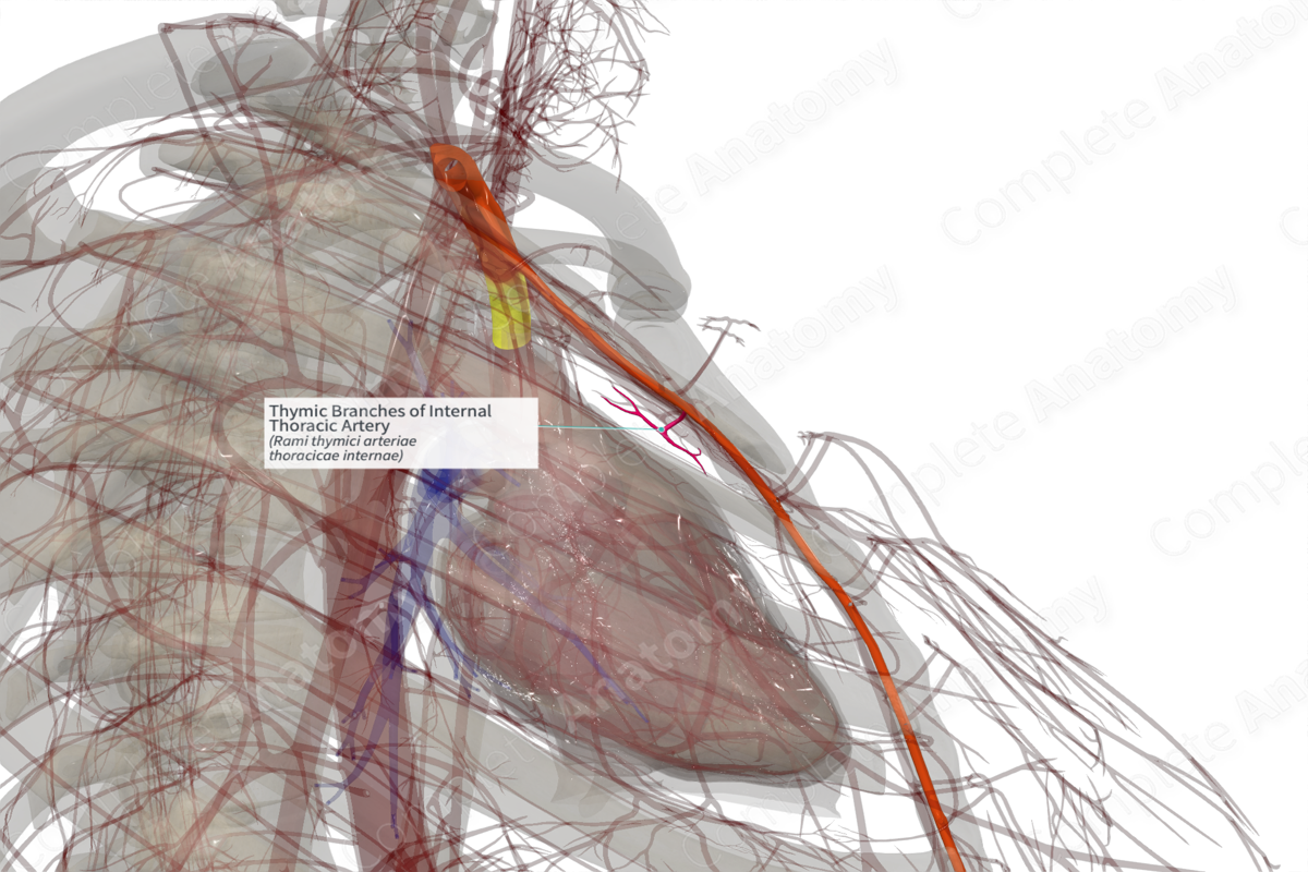 Thymic Branches of Internal Thoracic Artery (Right)