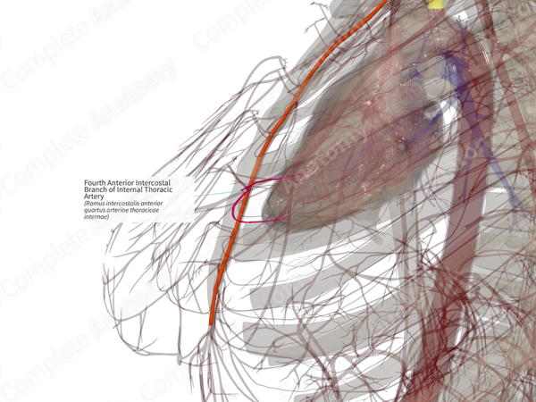Fourth Anterior Intercostal Branch of Internal Thoracic Artery (Right)