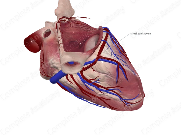 Small Cardiac Vein