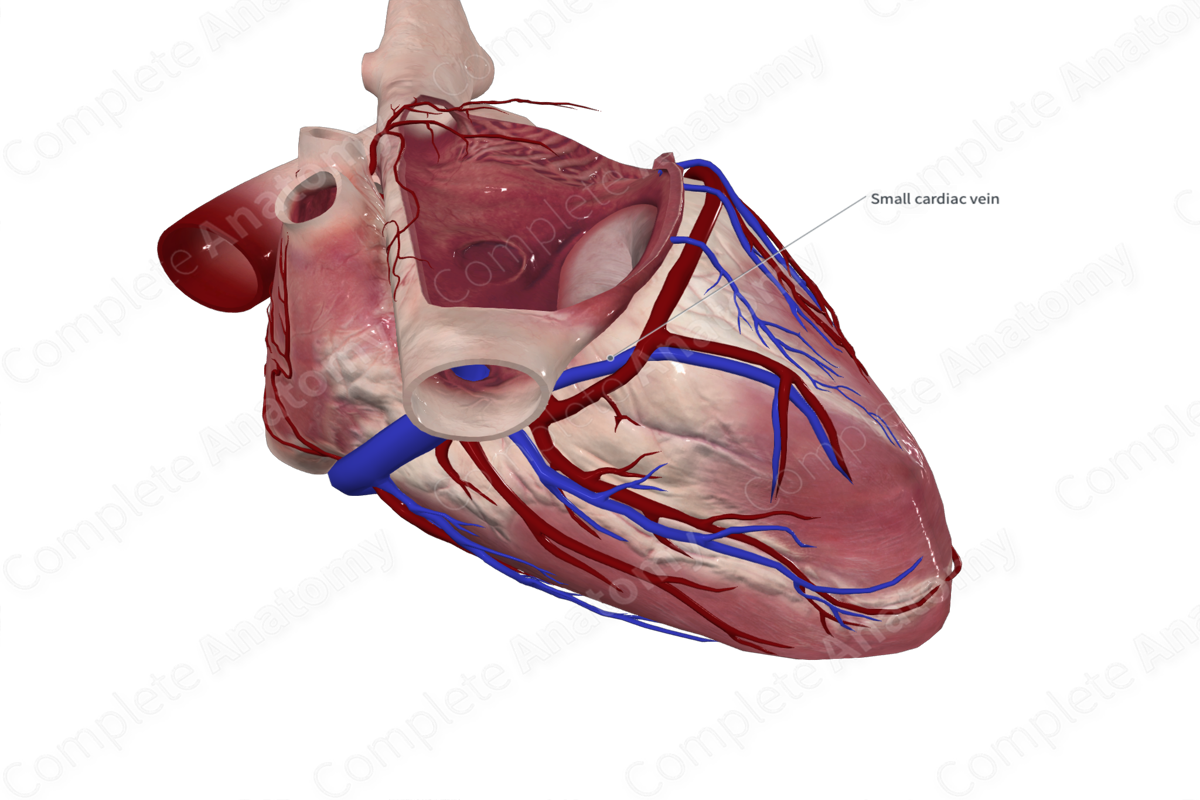 Small Cardiac Vein