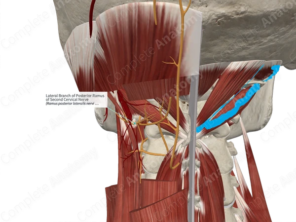 Lateral Branch of Posterior Ramus of Second Cervical Nerve