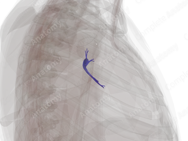 Pulmonary Arteries of Superior Lobe of Left Lung