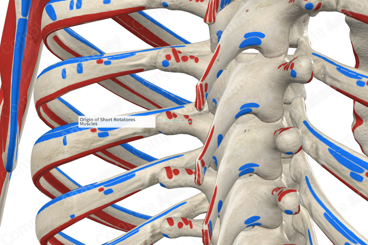 Origin of Short Rotatores Muscles