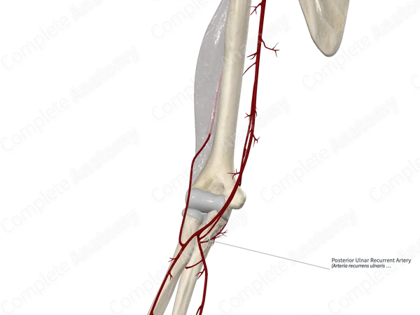 Posterior Ulnar Recurrent Artery 