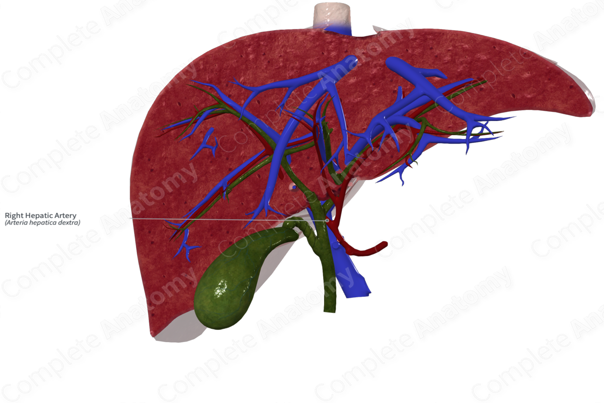 Right Hepatic Artery