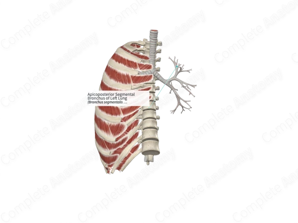 Apicoposterior Segmental Bronchus of Left Lung