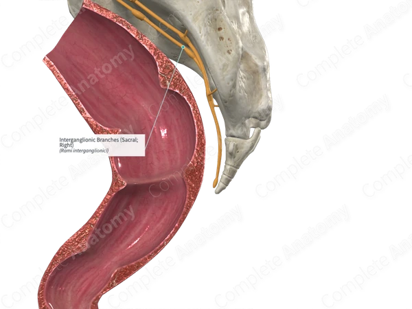 Interganglionic Branches (Sacral; Left)