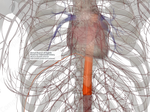 Dorsal Branch of Eighth Posterior Intercostal Artery (Left)