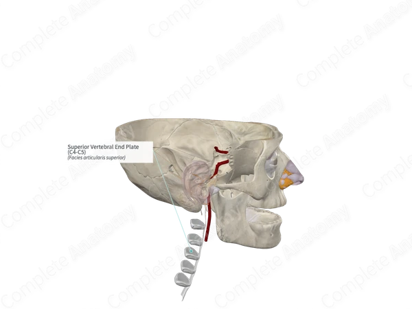Superior Vertebral End Plate (C4-C5)
