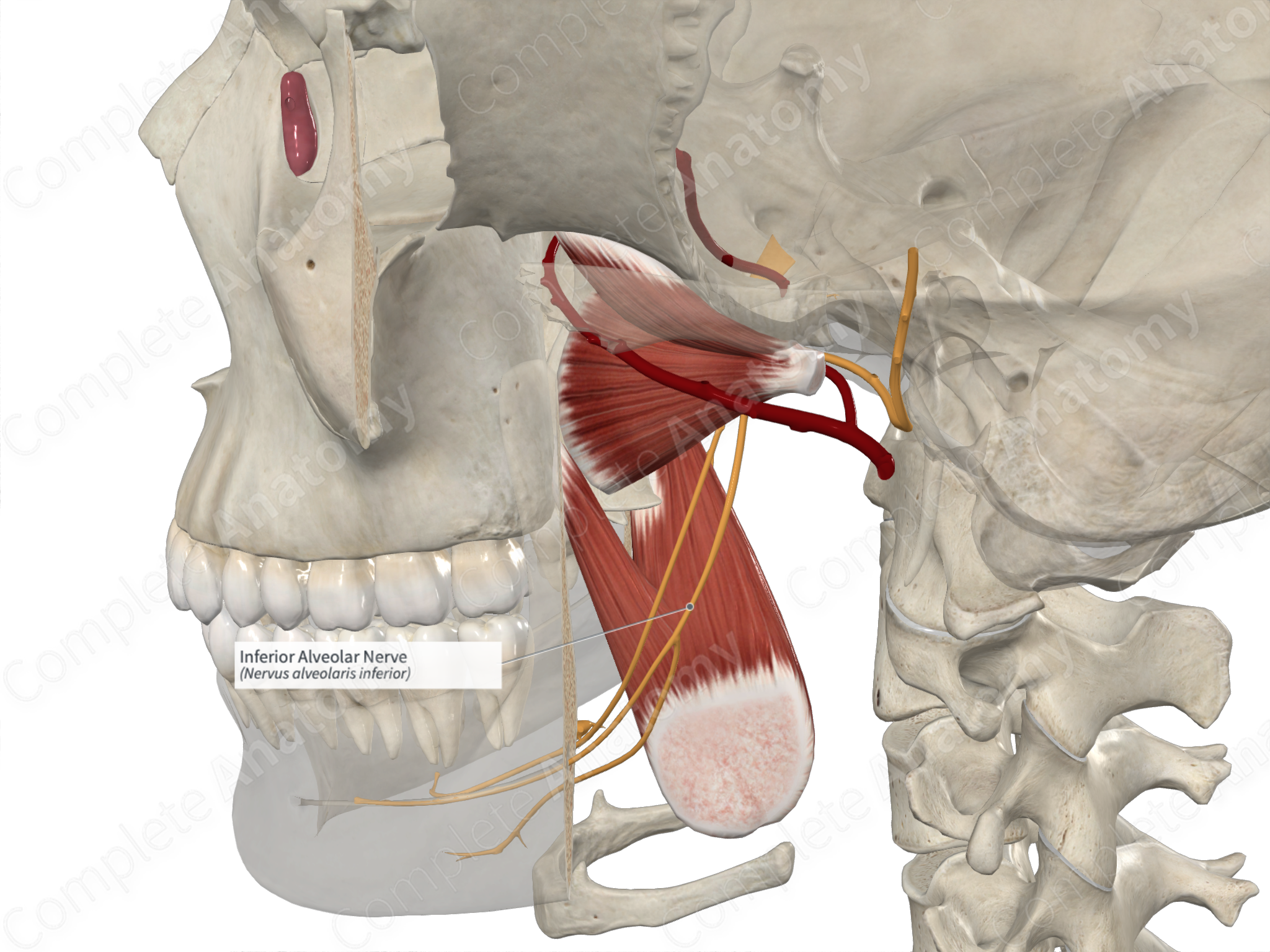 Inferior alveolar nerve - Wikipedia